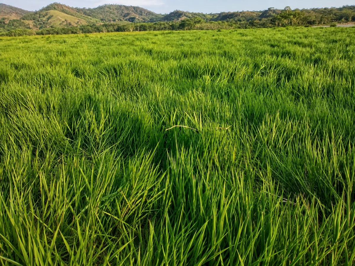 Siembra e instalación de pasto — BIOSEMBRAR S.A.S